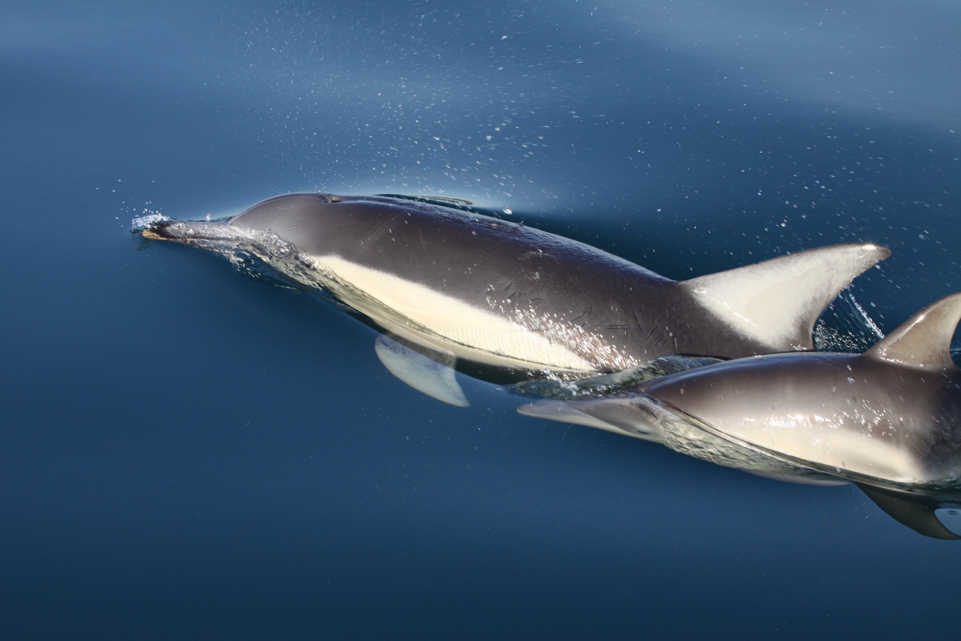Difference between common and bottlenose dolphins