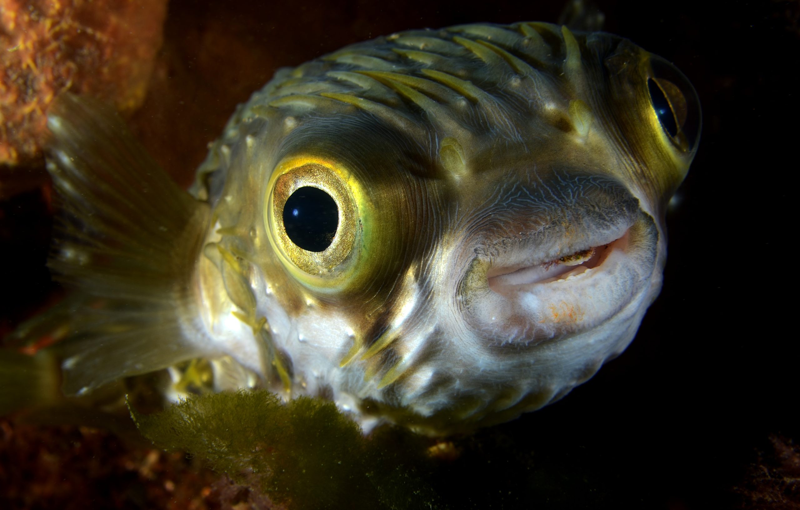 Globefish