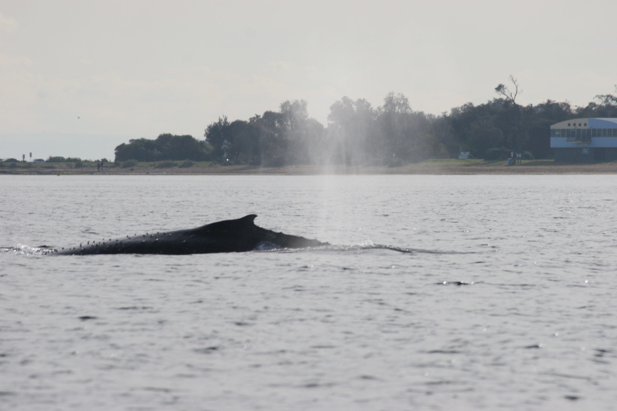 Humpback - Ricketts Point, Victoria