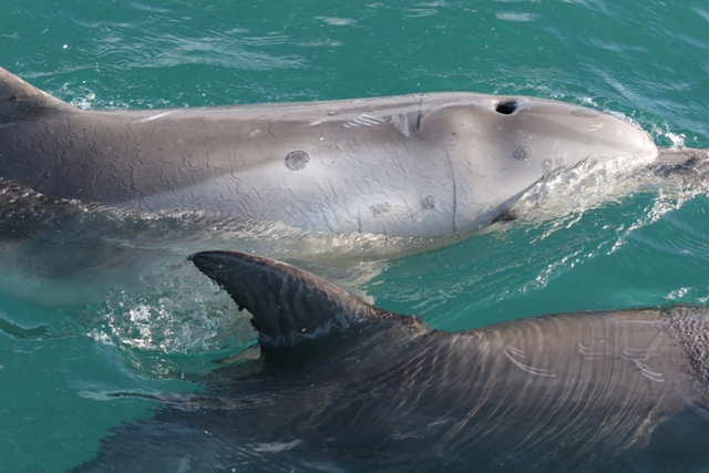 Response to Entangled Western Port Dolphin