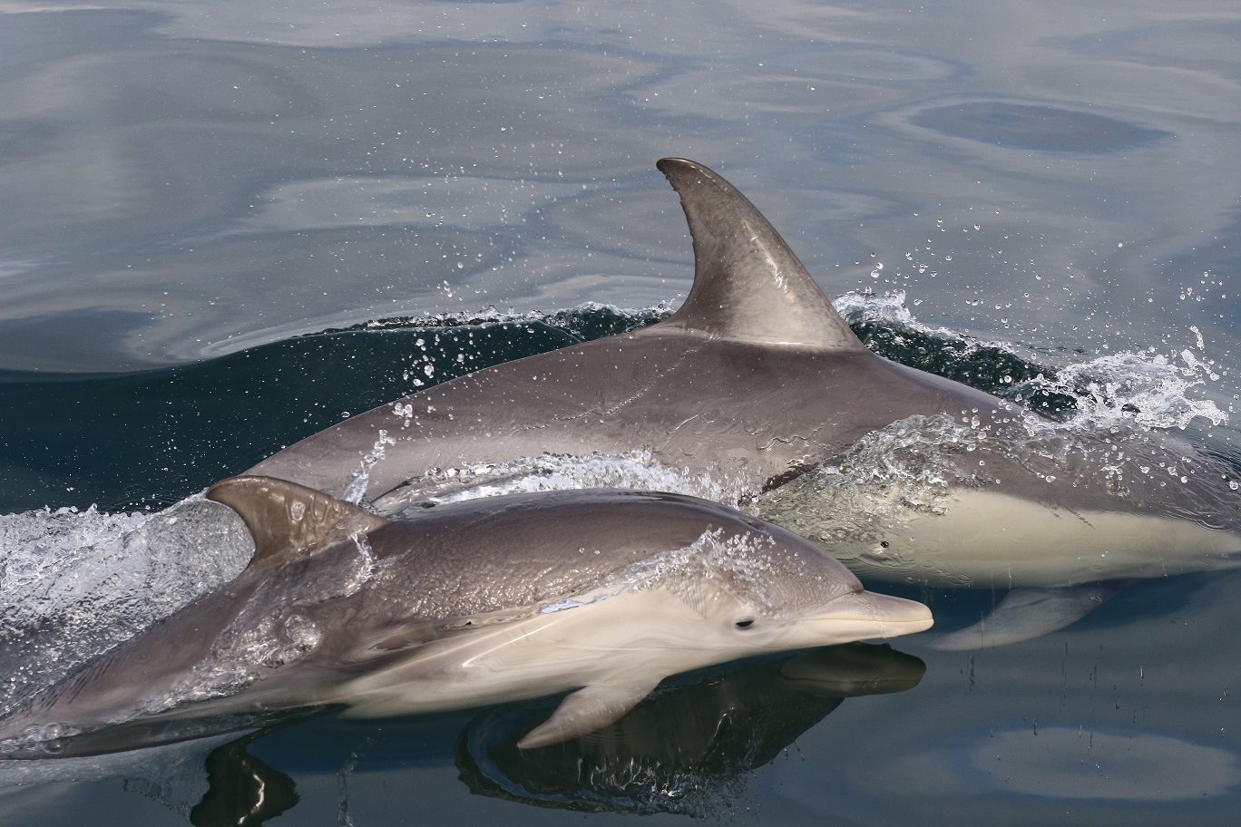 Dolphin Health Project Makes Progress