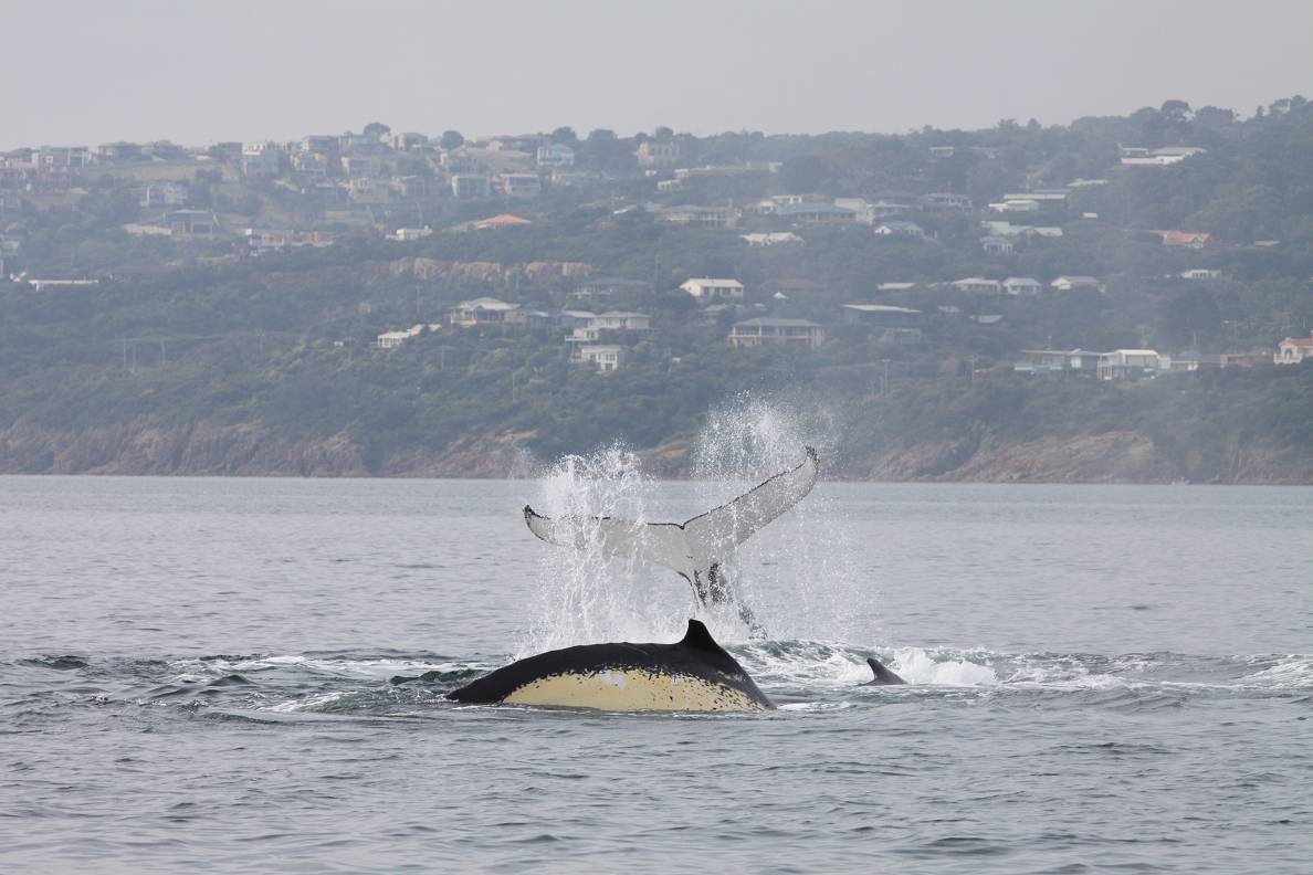 Whales behaving strangely