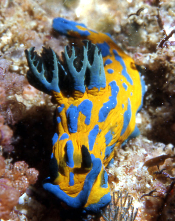 Nudibranchs – bright, brash and out there!