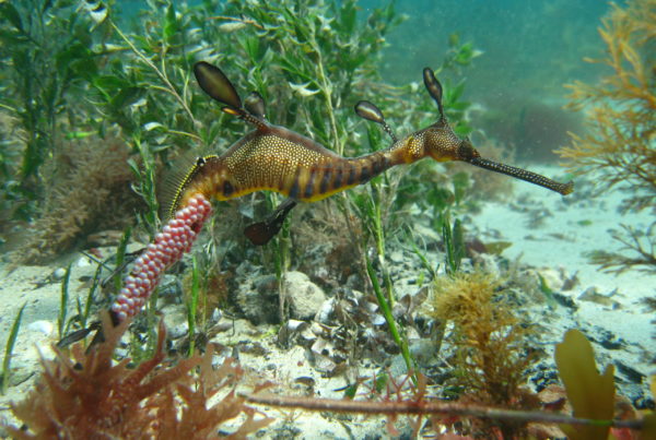 weedy-sea-dragon