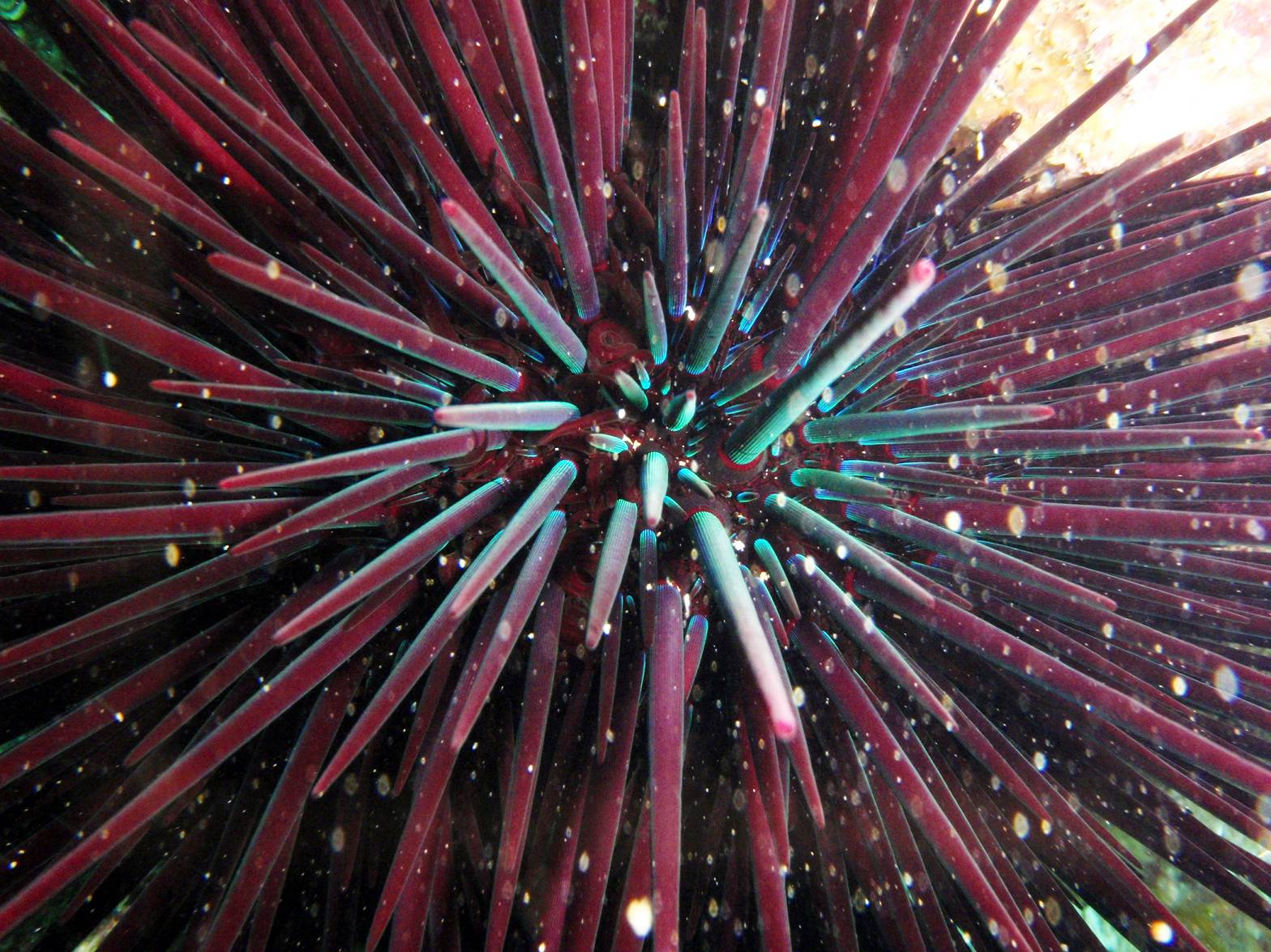 Long-Spined Sea Urchins