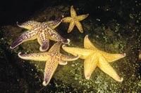 Northern Pacific Seastars