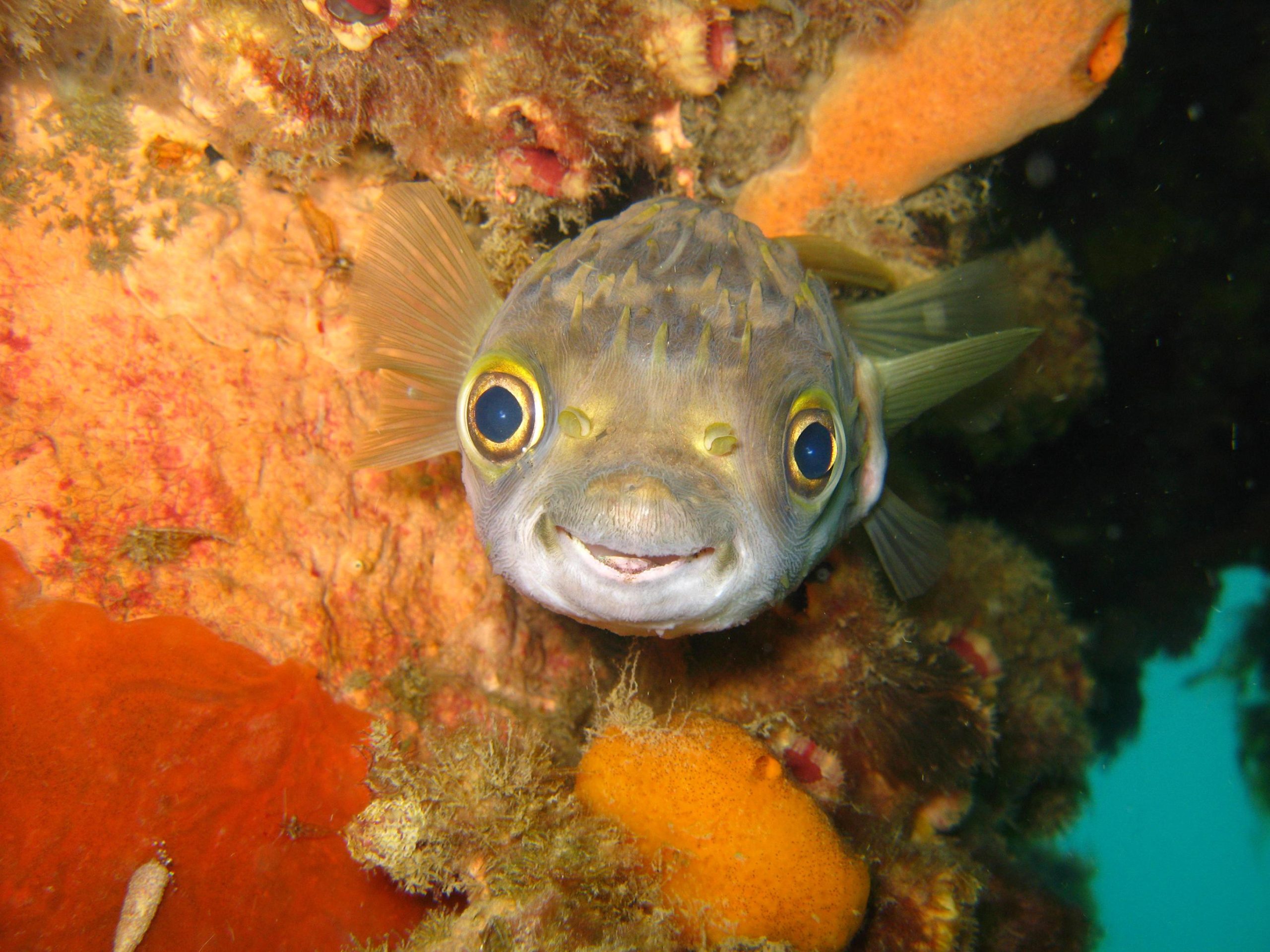 Globefish – Mind your toes!