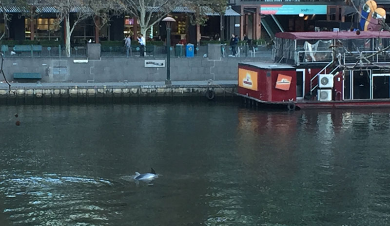 Our Dolphins Make Melbourne Home