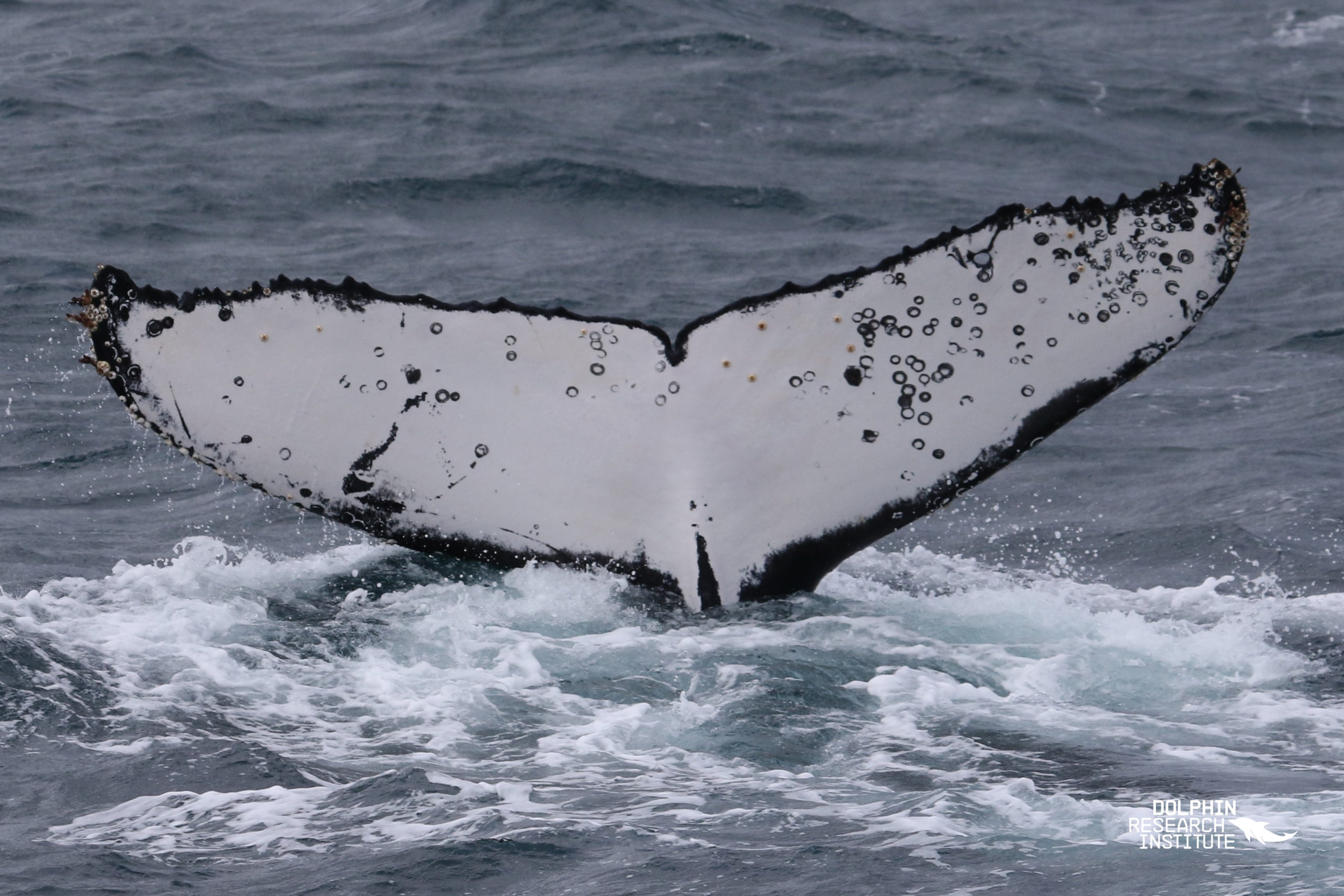 50th Victorian Humpback Whale Catalogued – a Huge Milestone For Conservation (DRI Media Release)