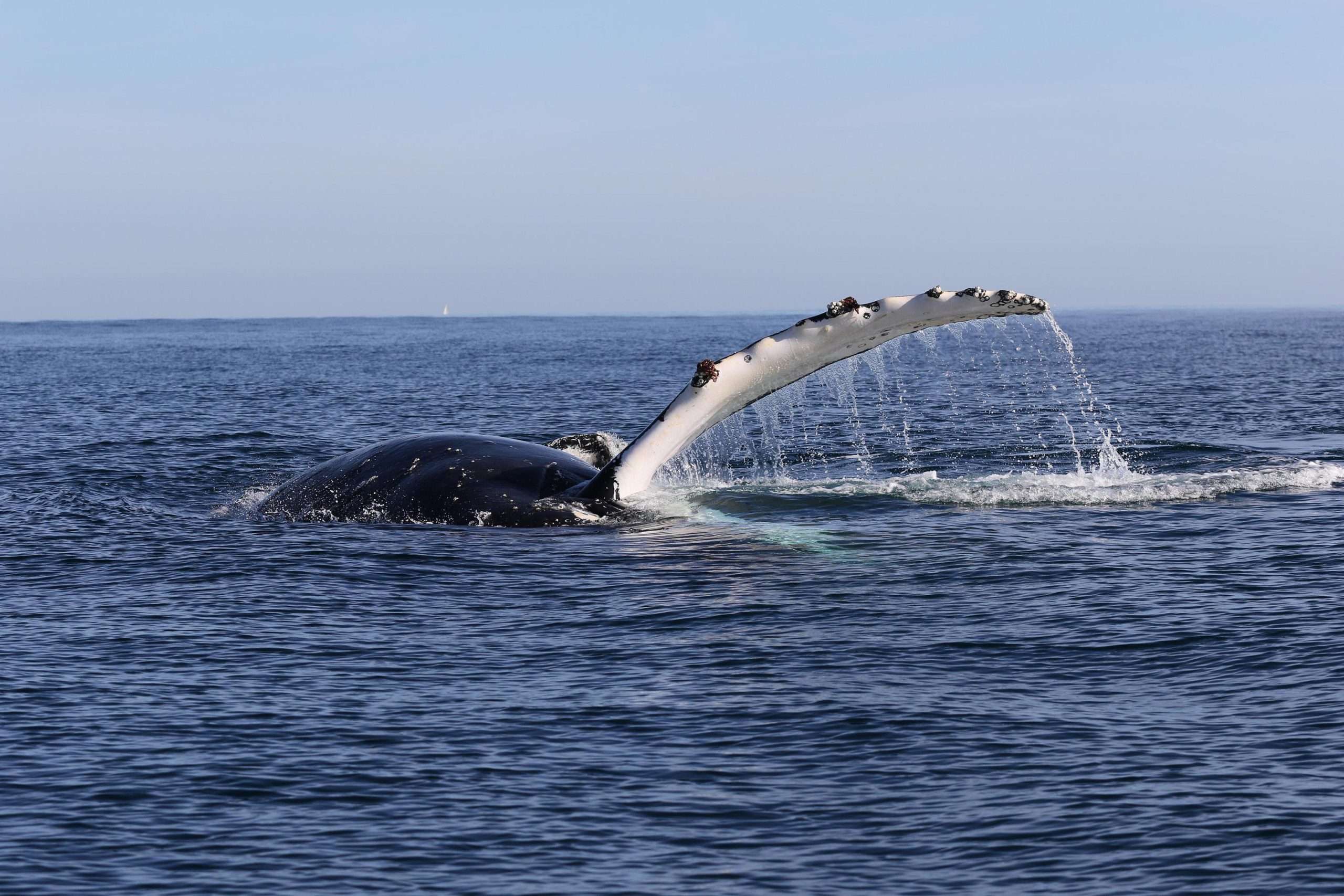 Two Bays Whale Project at Whale Festival