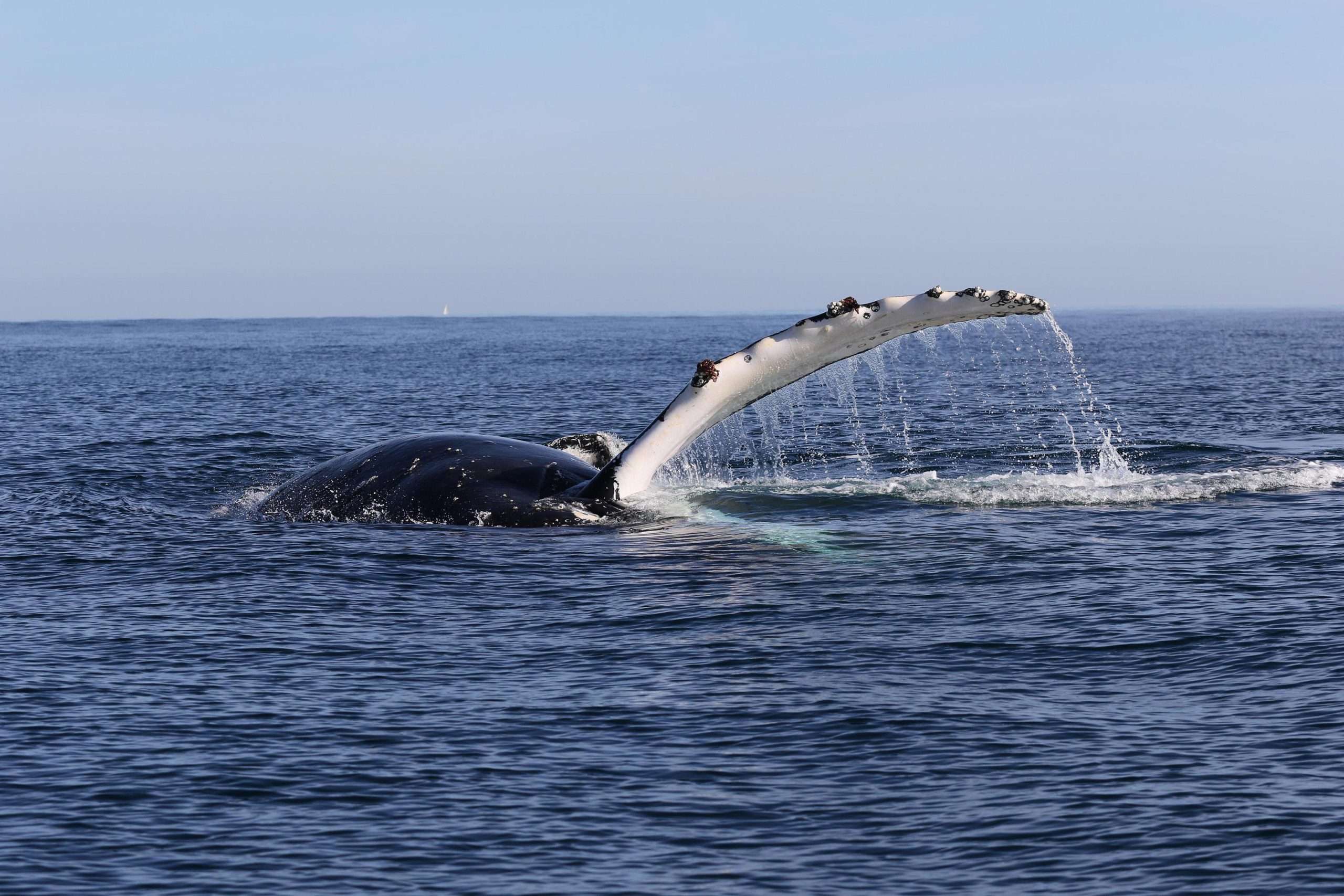 Watch Out For Whales