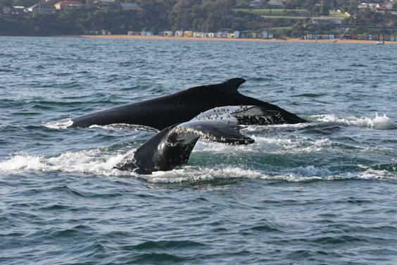 Whales & Dolphins Ahoy – Please Report Sightings