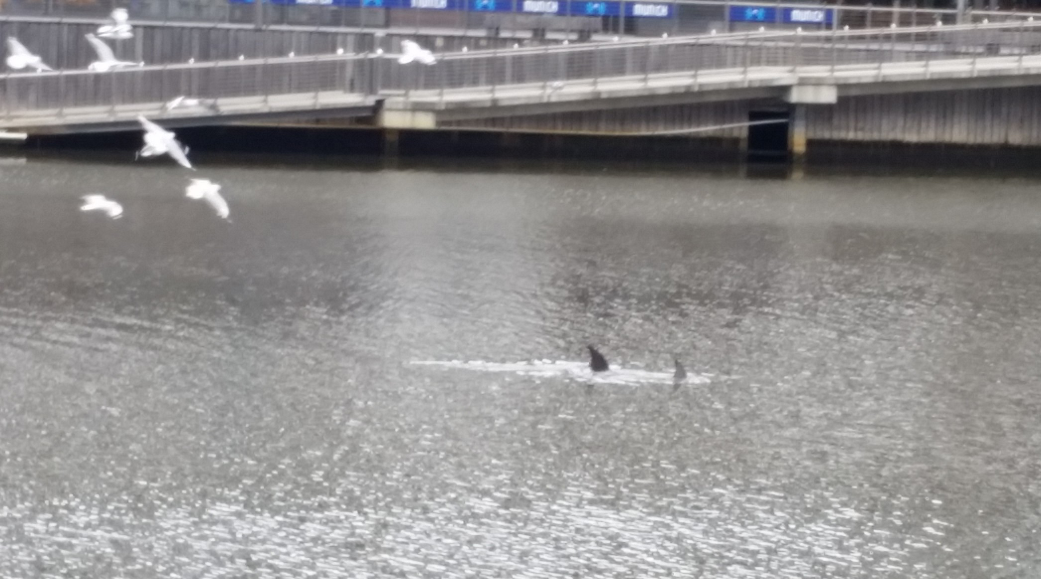 Seeing Dolphins In The Yarra !