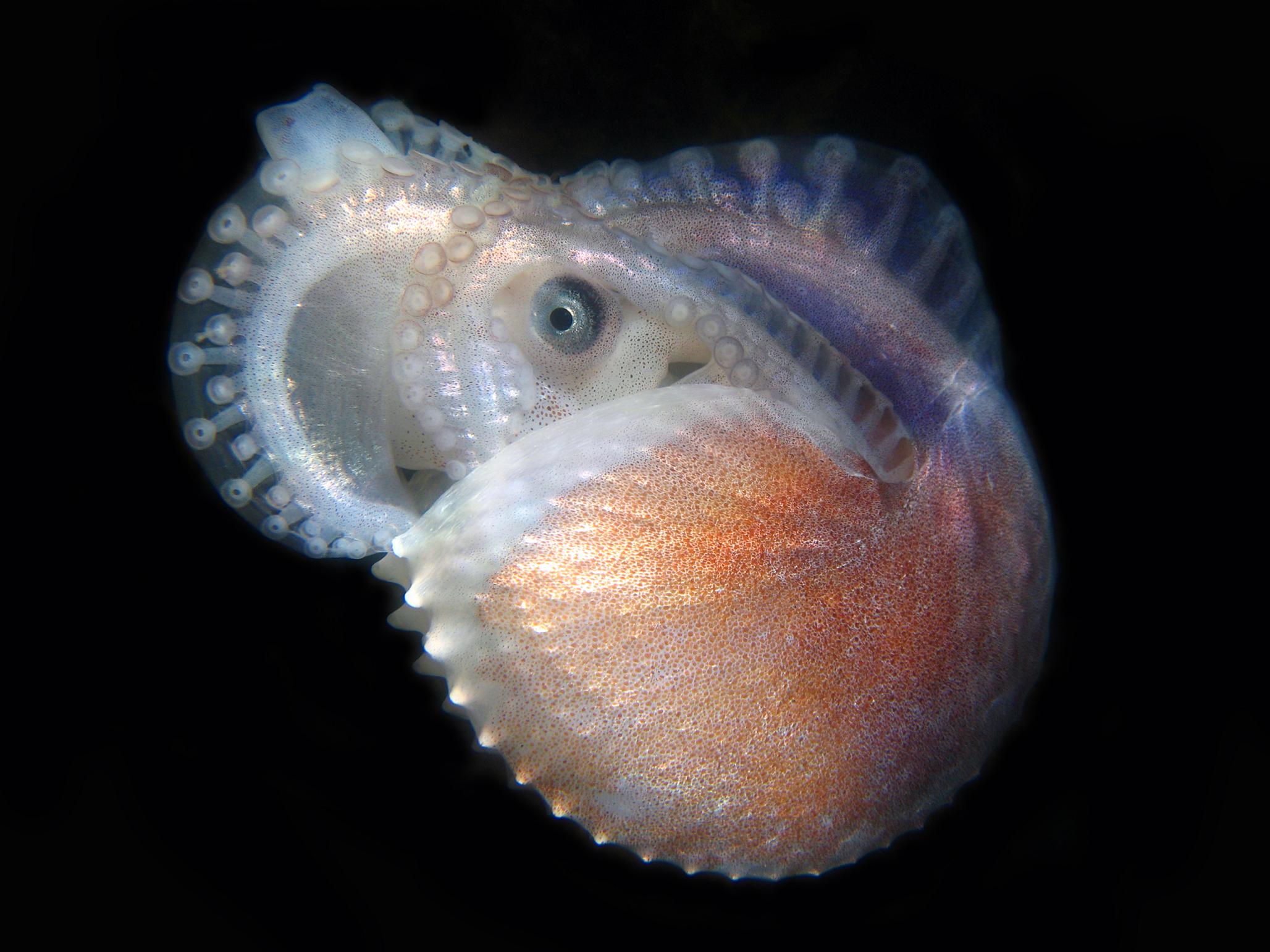 Paper Nautilus – so stunningly special