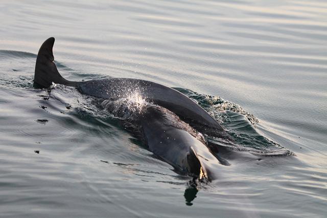 Rescue of dolphin calf