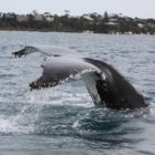 Humpback Whale off Portsea