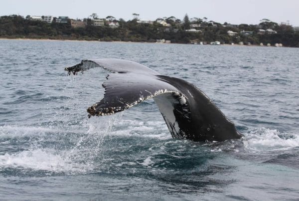 Humpback Whale off Portsea