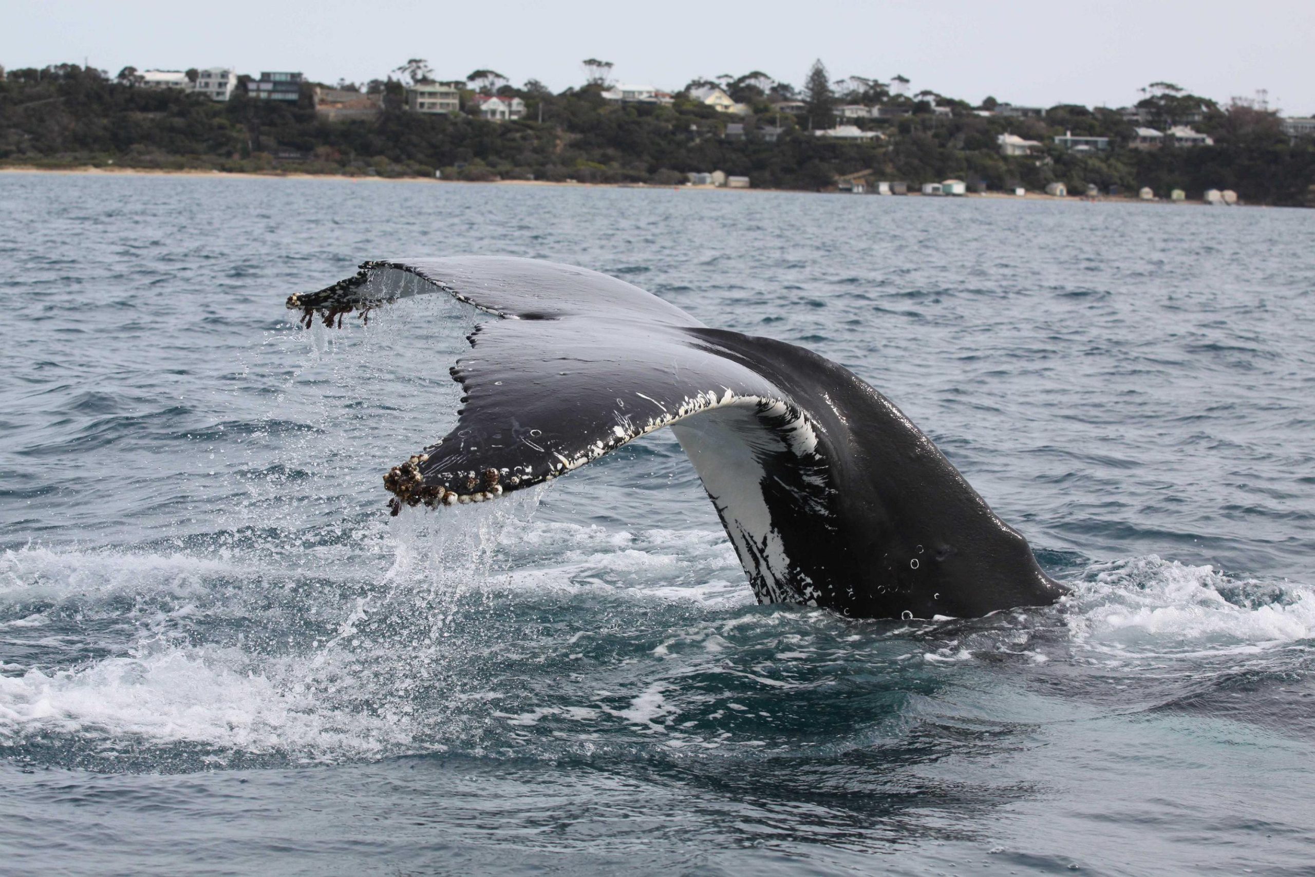 2021 Two Bays Whale Project Report
