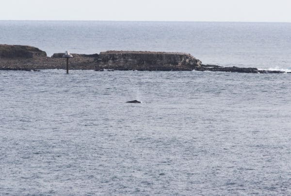 Phillip Island humpback