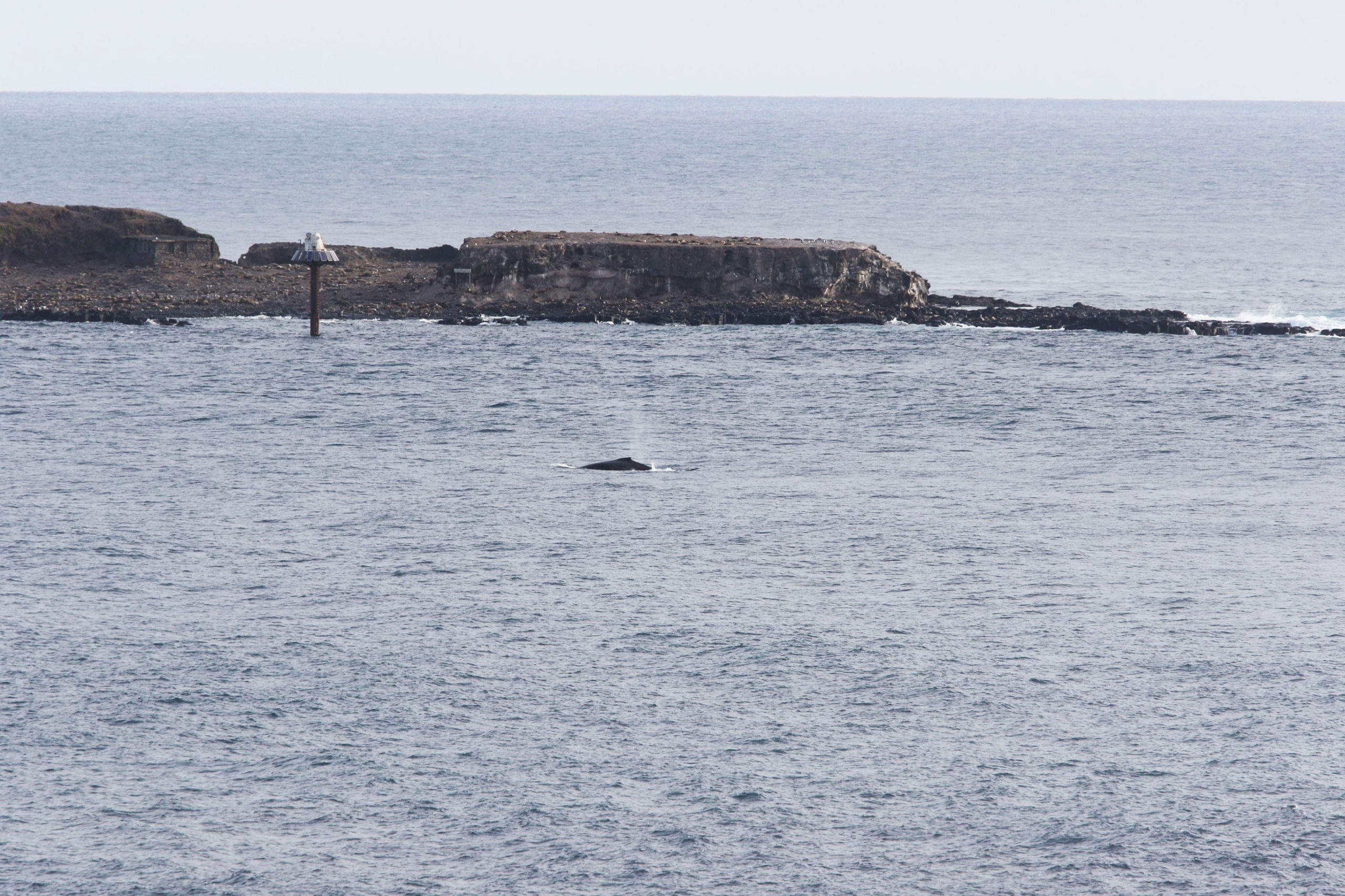 Whale Spotting for Beginners