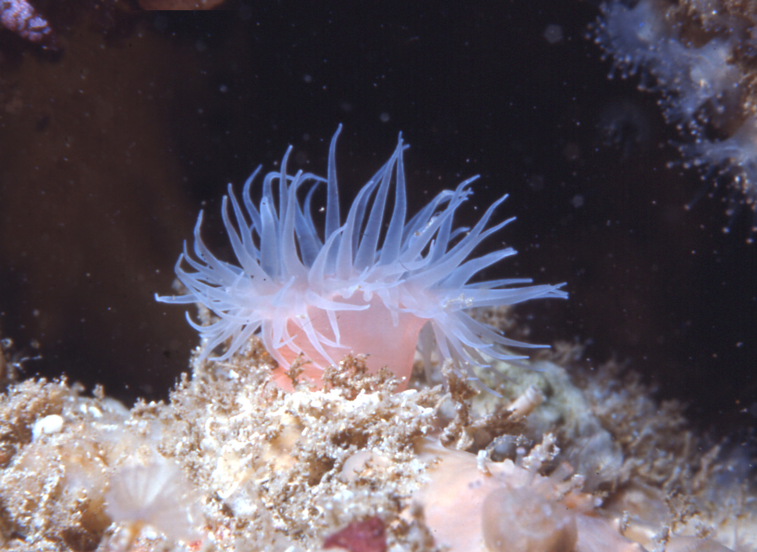Amazing anemones – with a sting