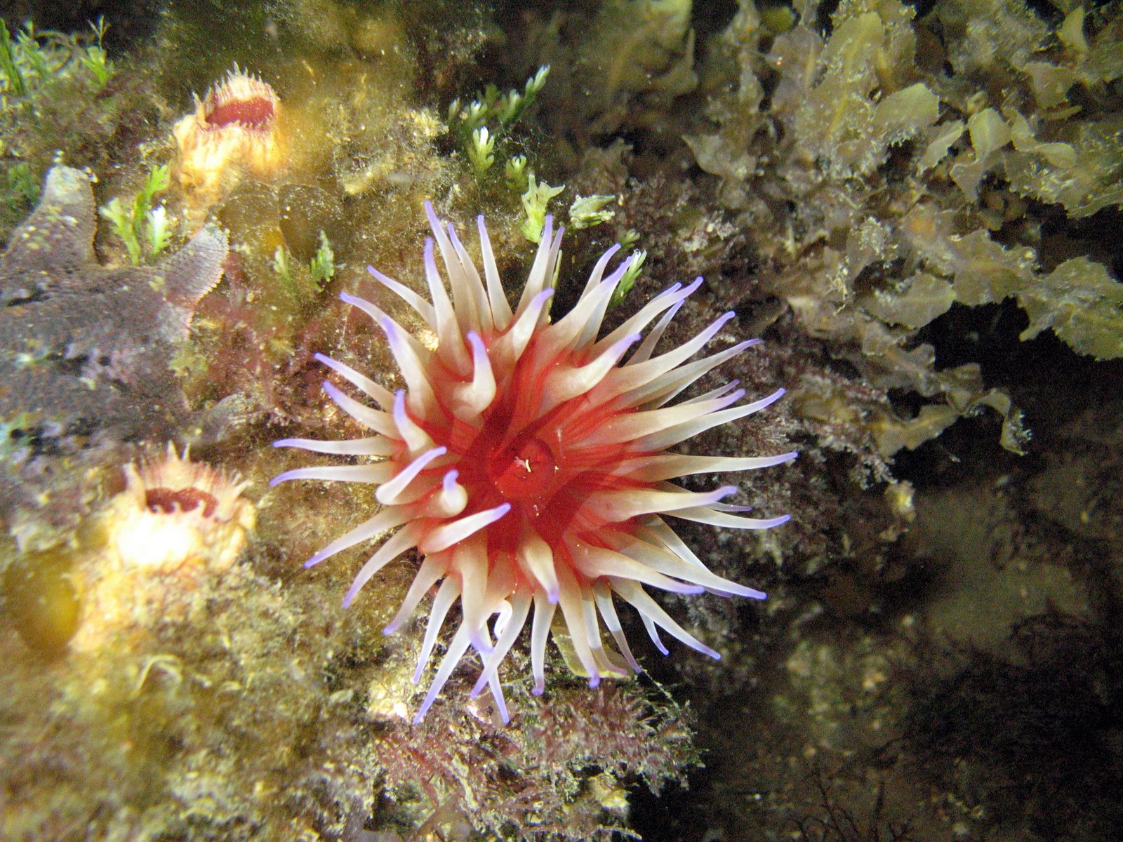 Anemone