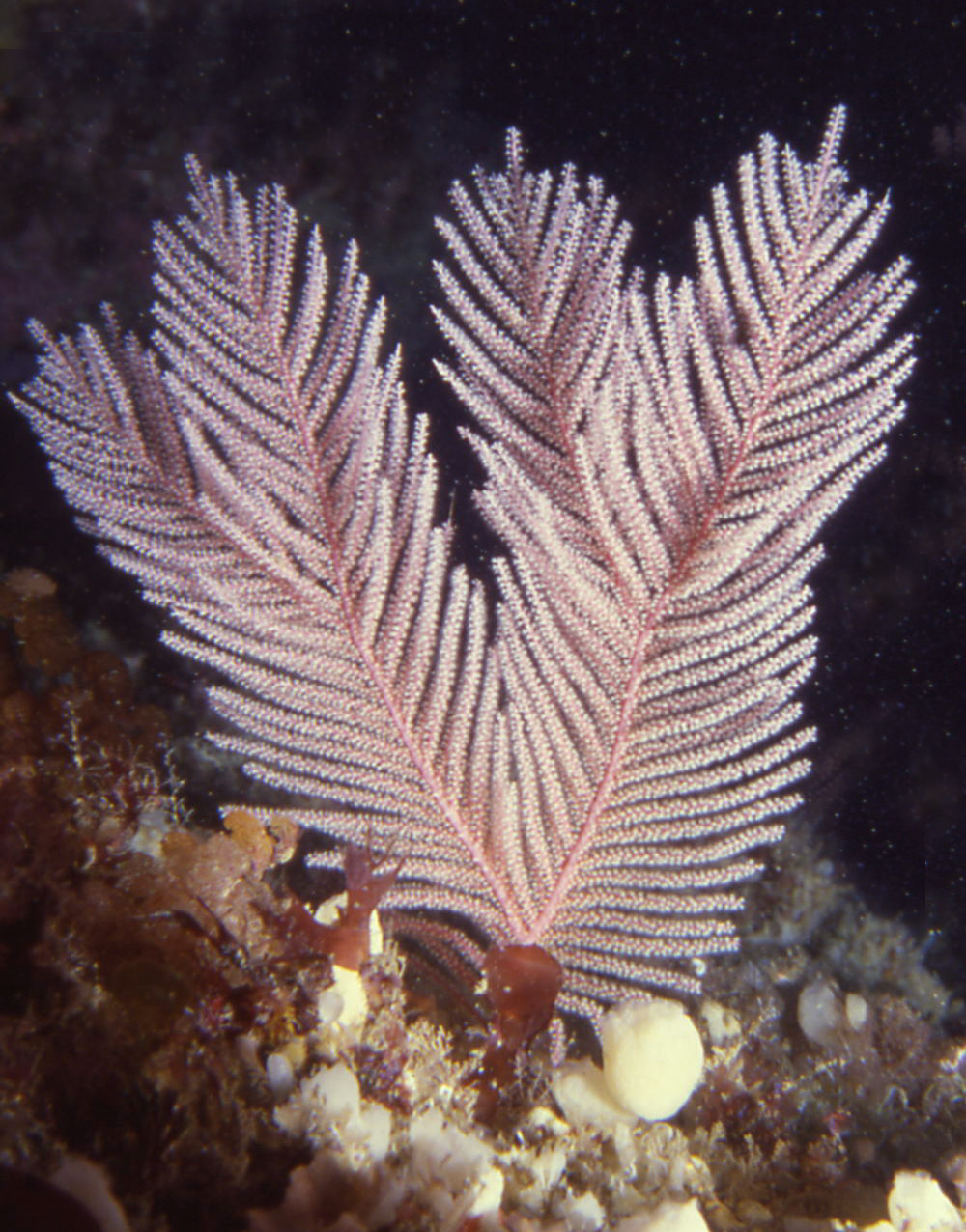 Underwater Treasures 65330 Sea Fan Cluster Coral 