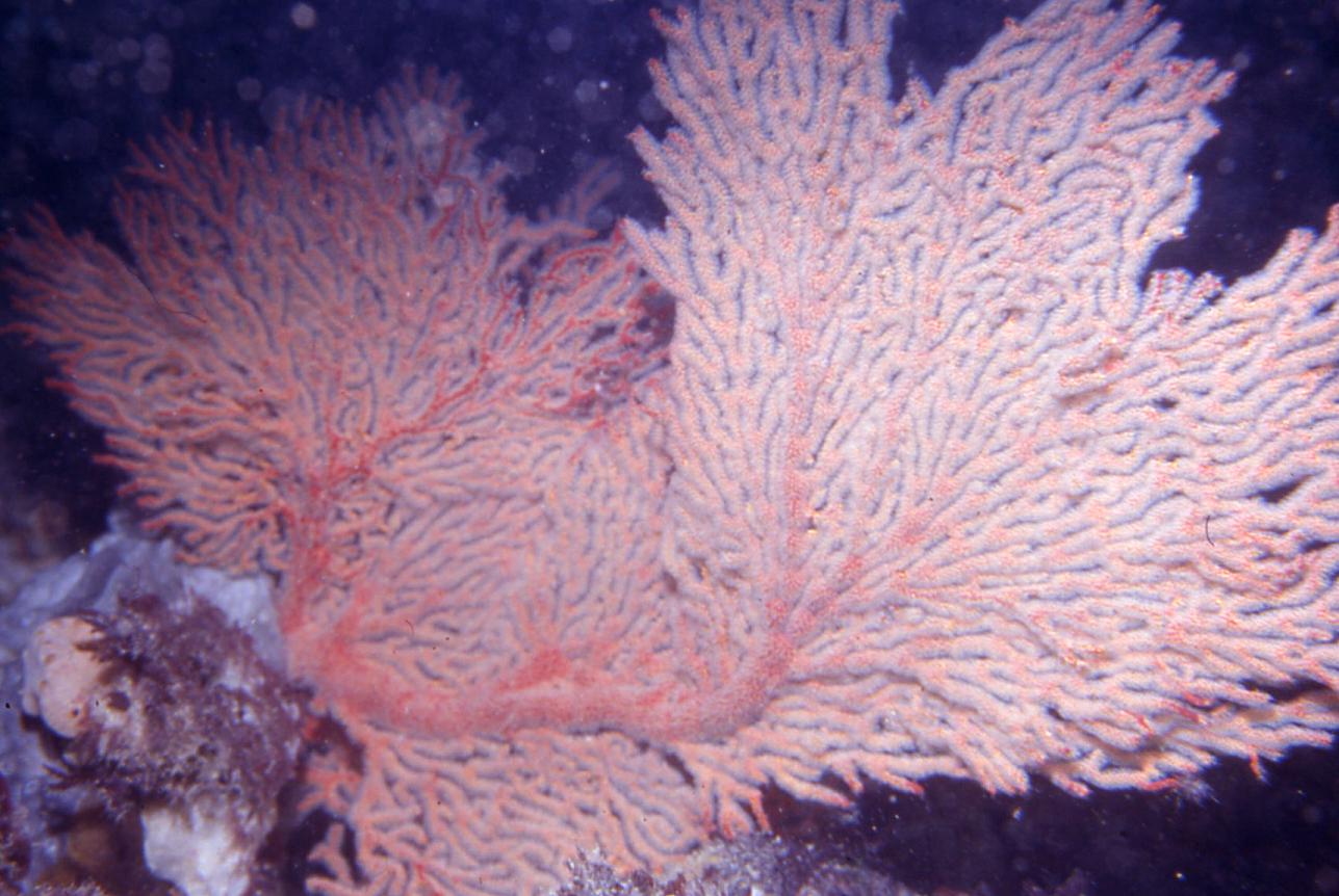 Gorgonian Corals – one of our living marine treasures