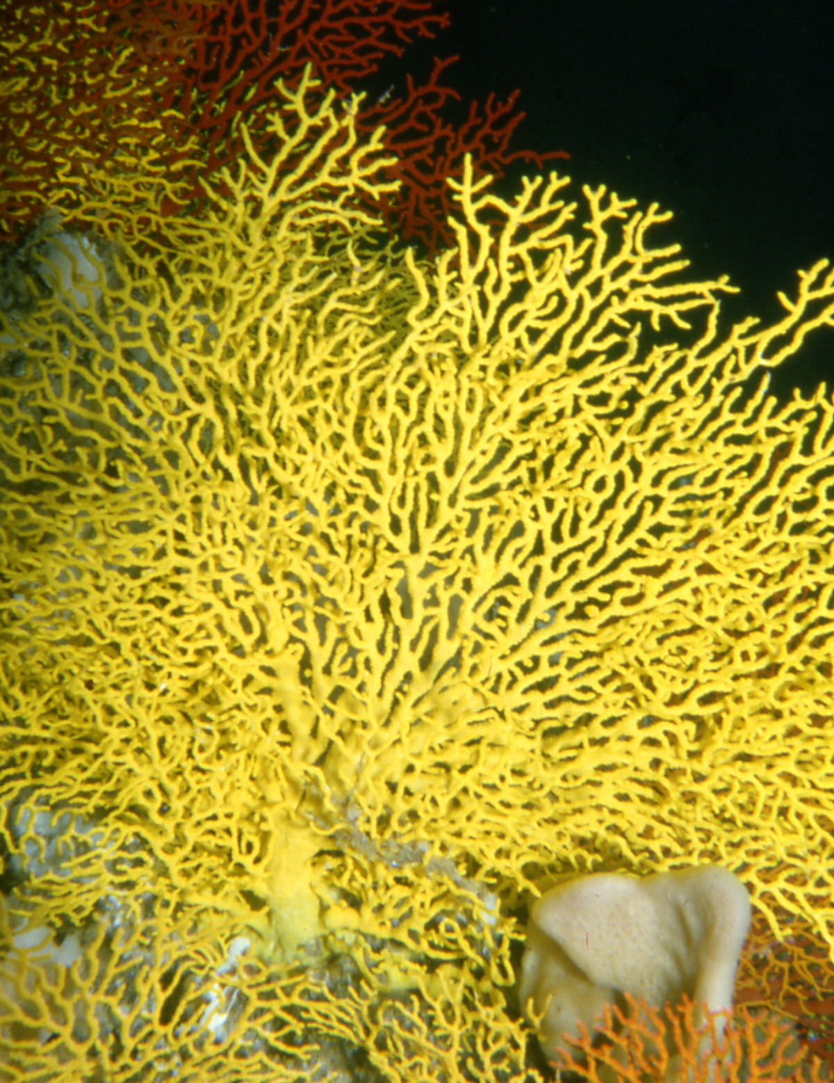 Gorgonian coral