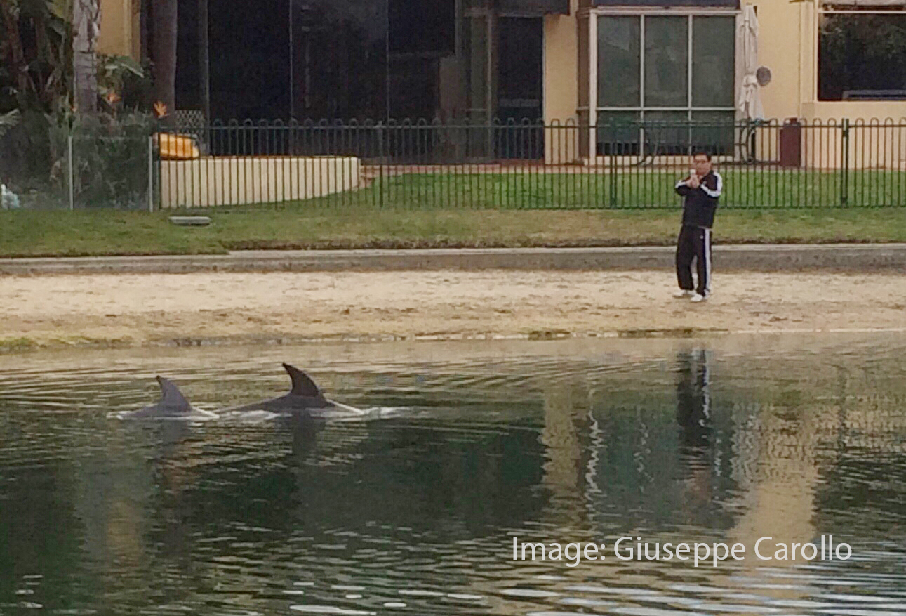 Our Dolphins Make Melbourne Home
