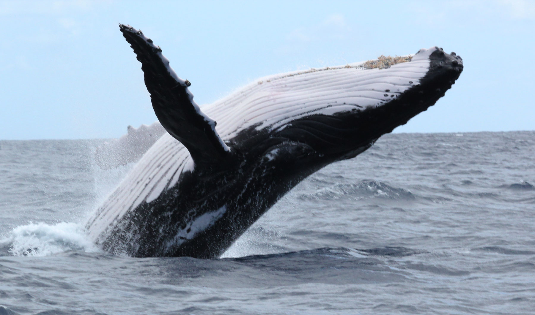 Injured Humpback Whale Calf’s Miraculous 2000 kilometre Journey to Victoria!