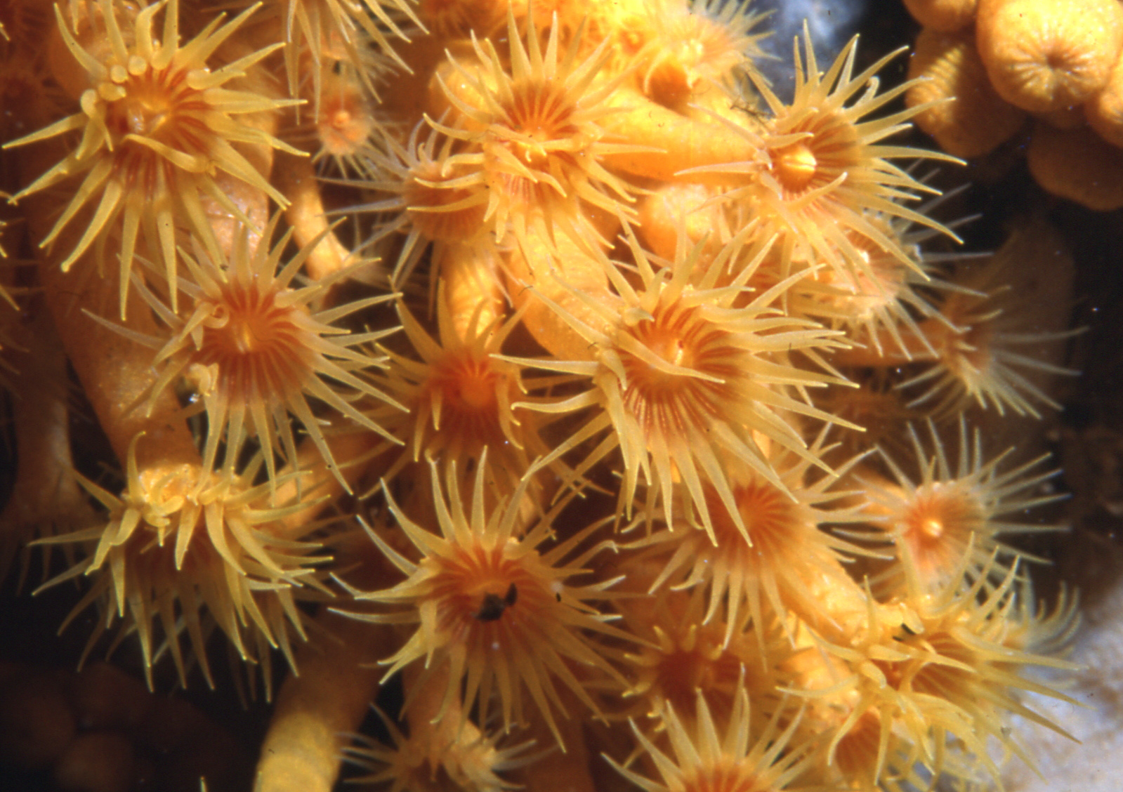 Zoanthids3a Dolphin Research