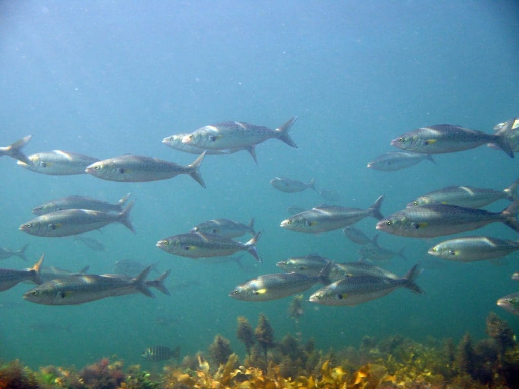 salmon - school