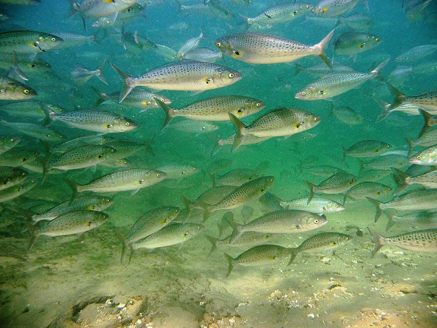 salmon - shoal