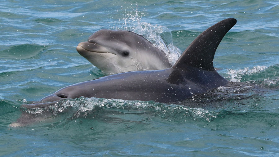 Birth Of Dolphin Calf Witnessed In Western Port