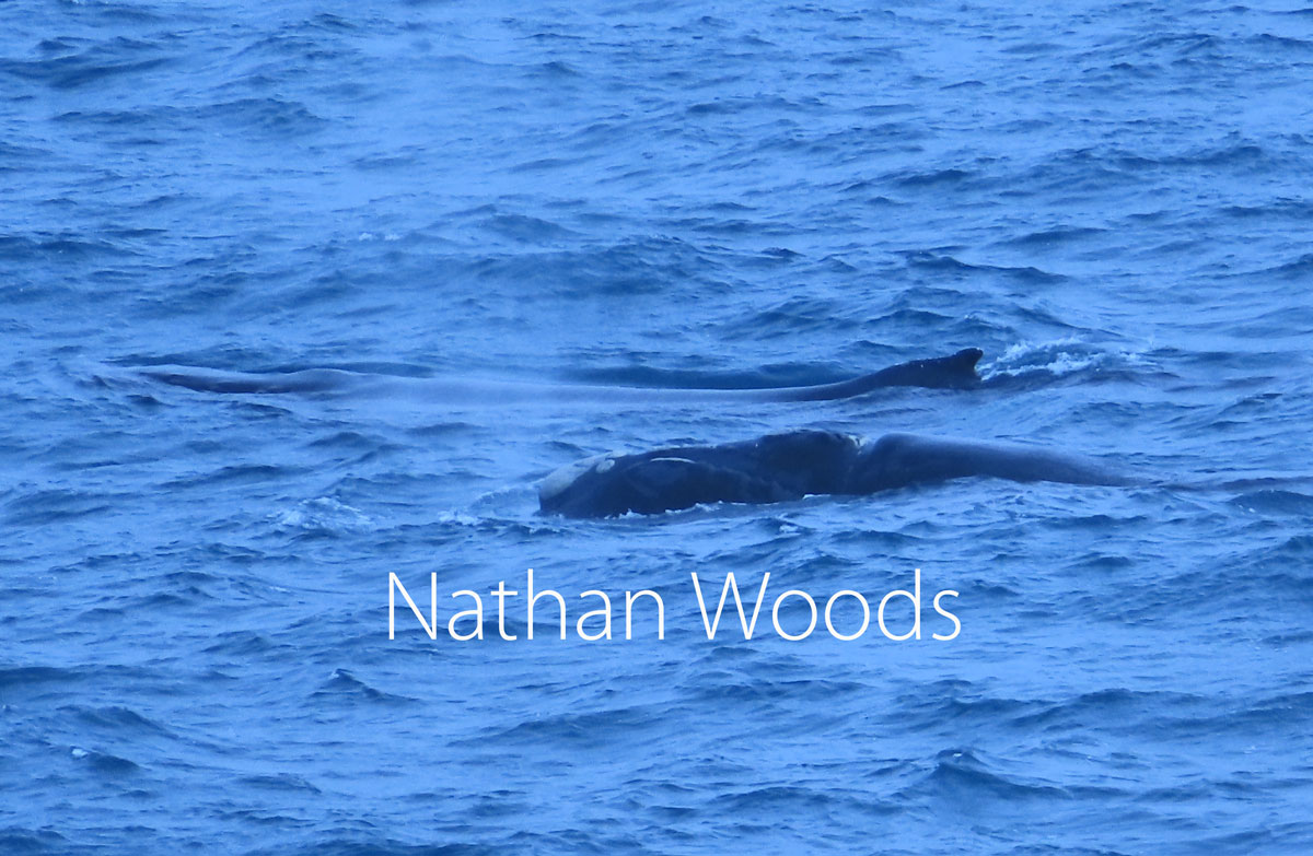 RARE DOUBLE SIGHTING OF TWO WHALE SPECIES AT CAPE SCHANCK …