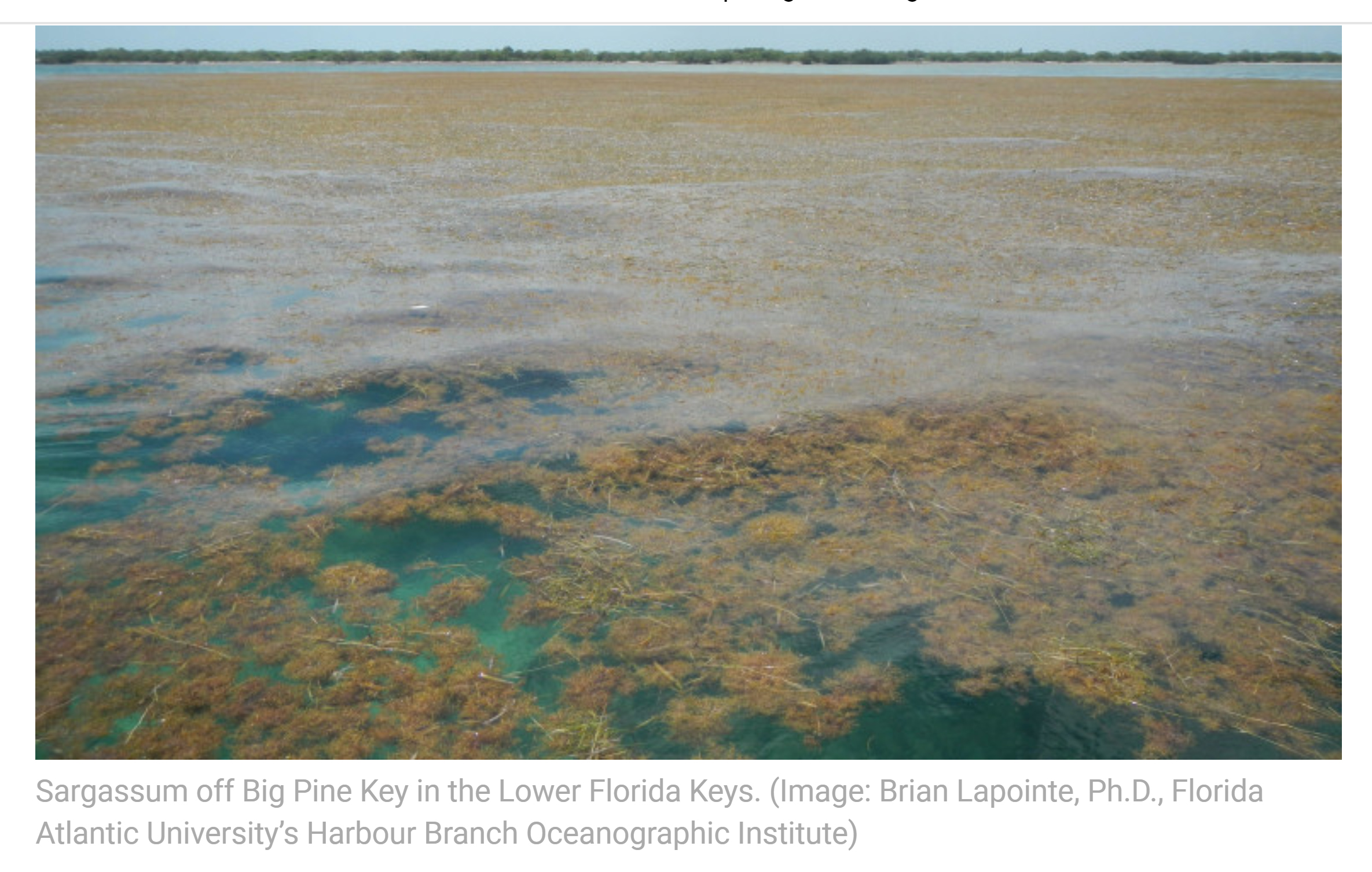 8850 km Algal Bloom – The New Norm?