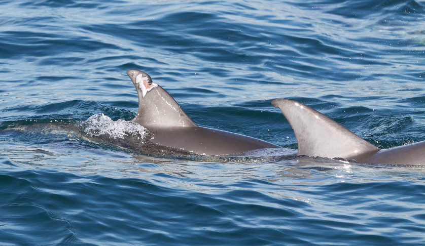 The Dolphin with the Damaged Fin