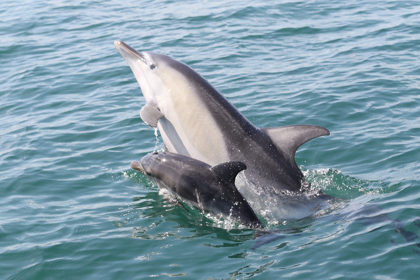 Good News For Bay Dolphins