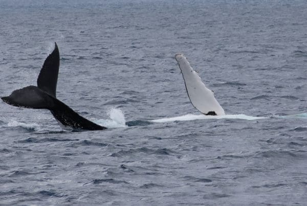 Humback Whale