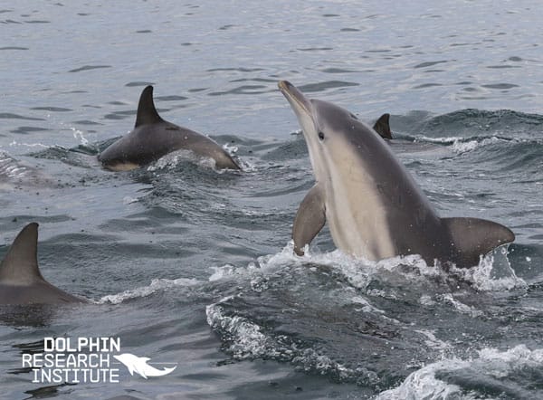 Hello!  from some very puzzling dolphins…