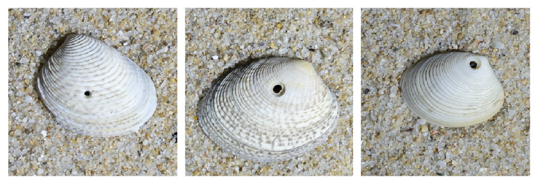 Weekly Creature Feature: How did these shells get such perfect holes?