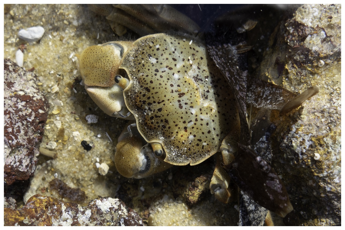 Weekly Creature Feature: Do you know what type of crab this is?
