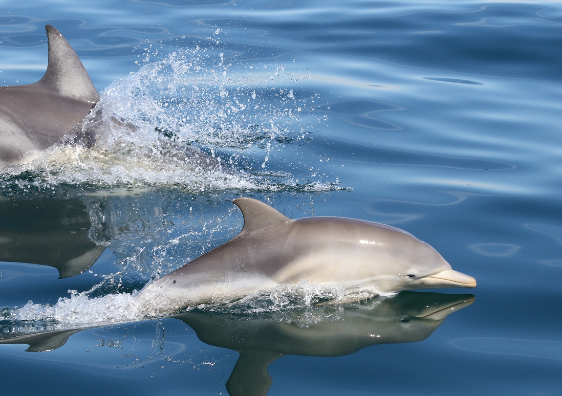 Port Phillip Common Dolphins – Social Structure Research Published