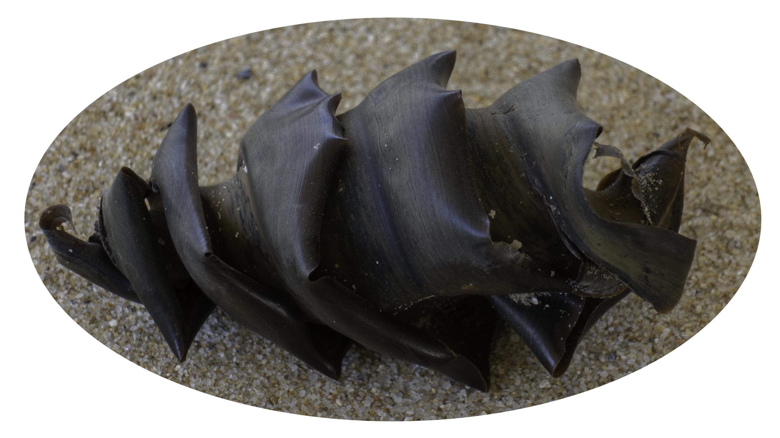 Weekly Creature Feature: Do you know what this is?