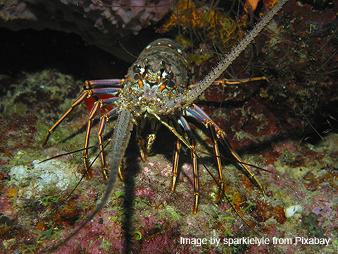 Weekly Creature Feature. Is this a lobster or a crayfish?