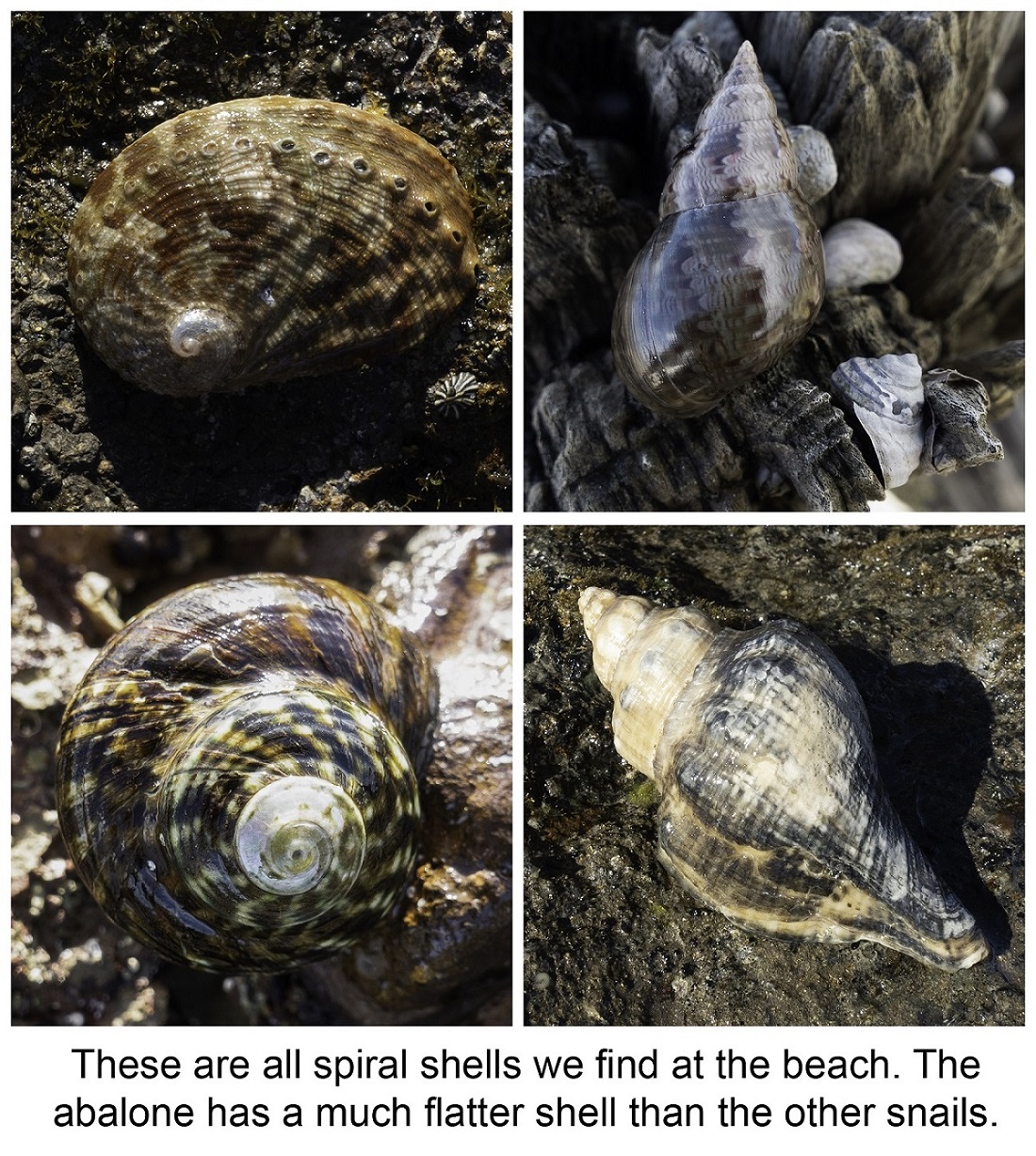 Sea Shells I.D. Poster - Ocean Life Posters, Pictures, Prints