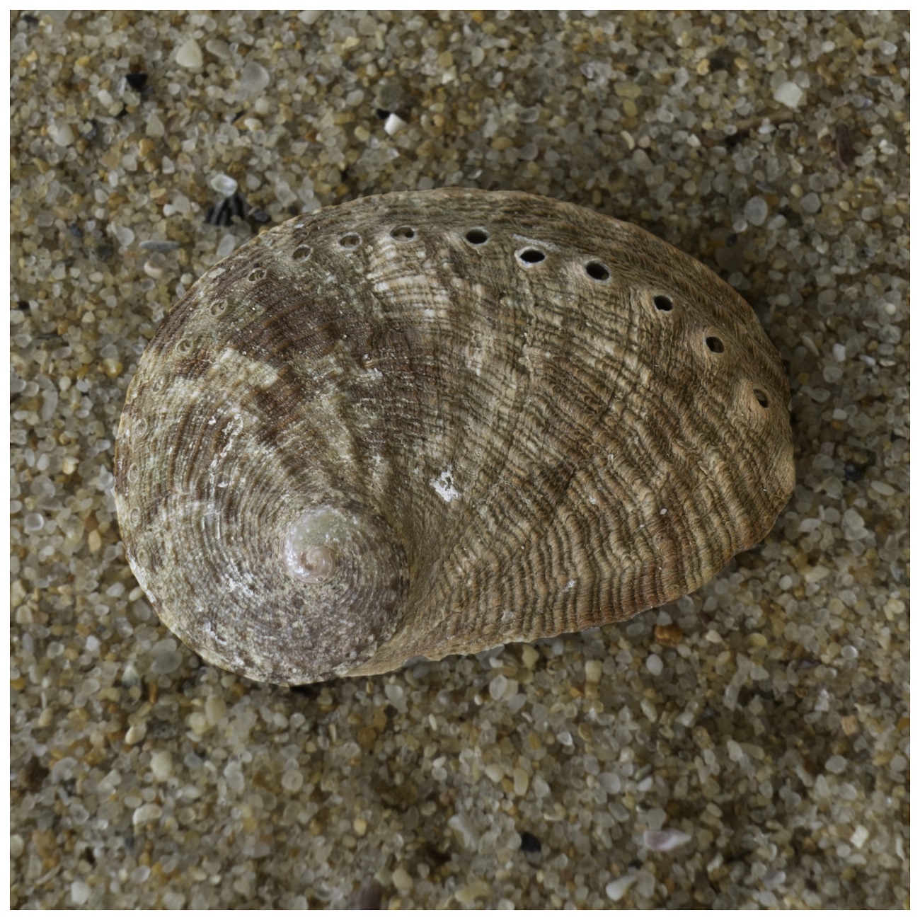 Weekly Creature Feature. Do you recognize this shell?  Can you name it?