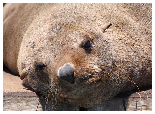 Weekly Creature Feature: Do you know what type of seal this is?