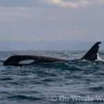 Aquatic-Mammals-2-185890835_1397358880630306_5986145639821942963_n